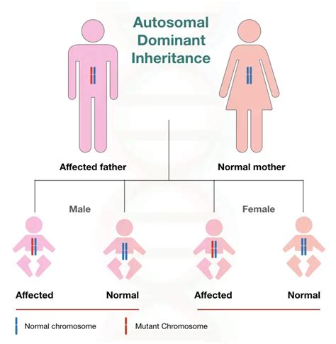 inheritance concepts in infants.